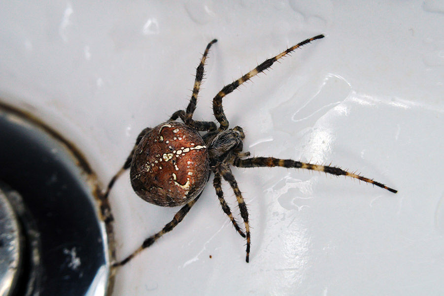 7 types of Poisonous Spiders - Hawx Pest Control