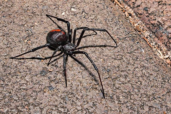 7 types of Poisonous Spiders - Hawx Pest Control