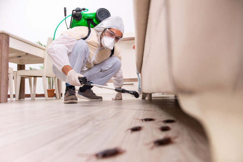 Pest,Control,Contractor,Working,In,The,Flat